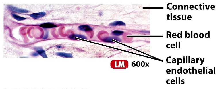 <p>RBCs travel through capillaries in single file. Why? </p>