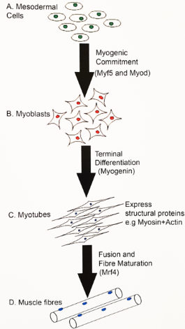 <p><strong>Paracrine factors</strong> induce <strong>myogenic regulatory factors (MRFs)</strong> in mesodermal precursor cells, leading to myogenic commitment (formation of myoblasts).</p><p><strong>Myoblasts</strong> proliferate under the influence of growth factors.</p><p><strong>Cell cycle exit</strong> and expression of <strong>myogenin</strong> (gene) marks terminal differentiation.</p><p><strong>Structural proteins</strong> are expressed, and <strong>myotubes</strong> form from myoblasts.</p><p><strong>Myotubes</strong> align and fuse, becoming multinucleated muscle fibres.</p><p><strong>Satellite cells</strong> (muscle stem cells) are involved in regeneration and postnatal growth.</p>