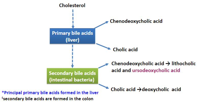 <p>★The two primary bile acids found in humans are cholic acid (50%) and chenodeoxycholic acid (30%).</p>