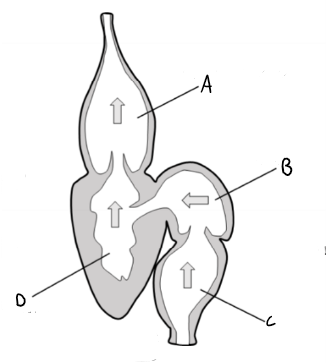 <p>Label this fish heart</p>