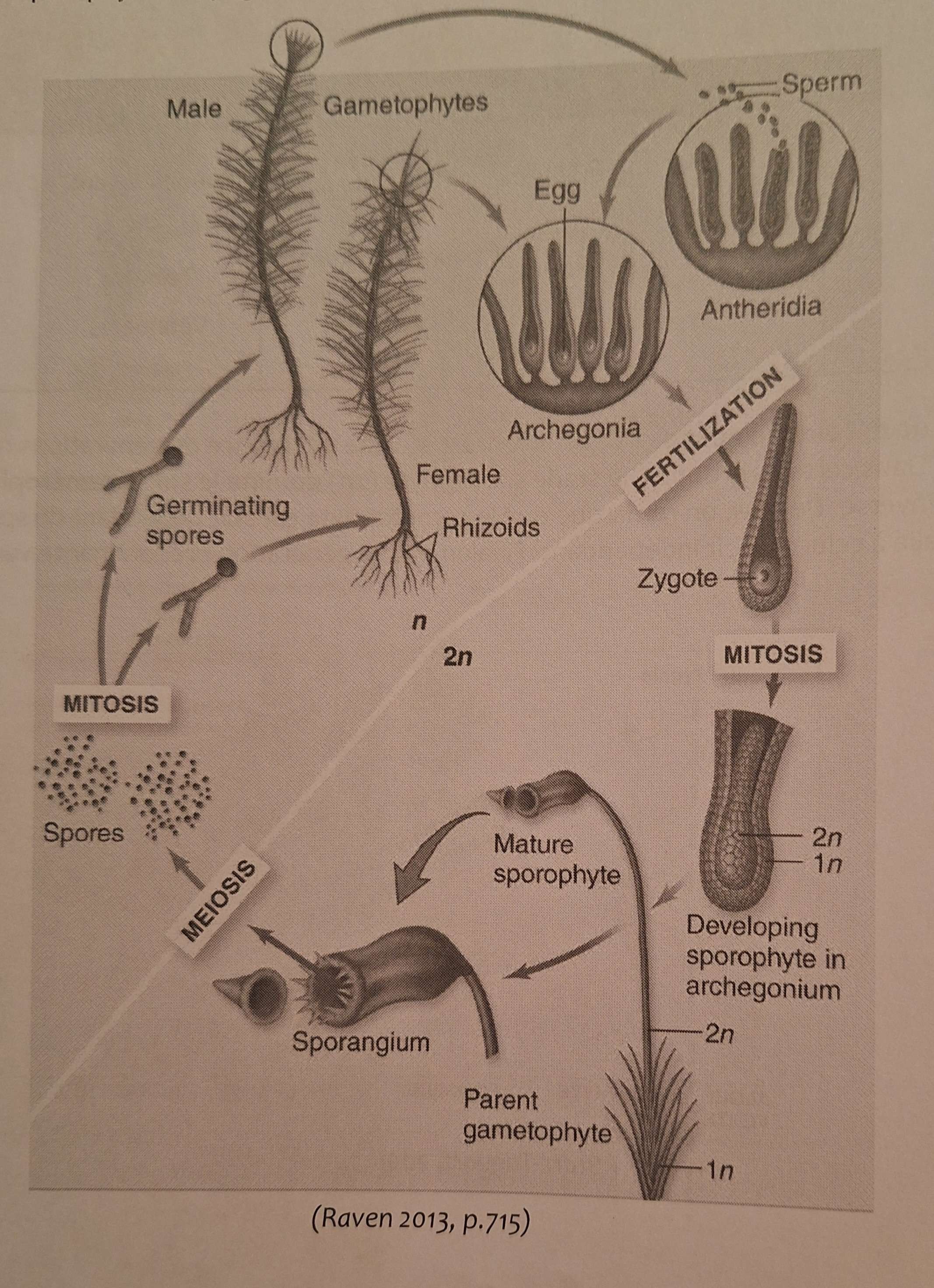 <p><strong>Groupes Végétaux: </strong>Phylum des Bryophytes</p>