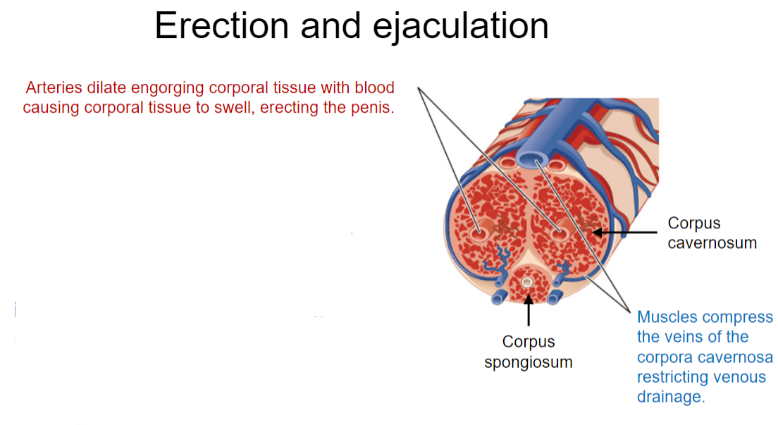 <p><strong>Arterial Dilation</strong>: The arteries dilate, leading to increased blood flow and engorgement of the corporal tissue.</p><p><strong>Parasympathetic Activation</strong>: The erection is primarily mediated by the <strong>parasympathetic nervous system</strong>, resulting in vasodilation of the <strong>corpus cavernosum</strong> and compression of veins to reduce venous drainage.</p><p><strong>Tissue Swelling</strong>: The engorged corporal tissue causes the penis to swell and become erect.</p>