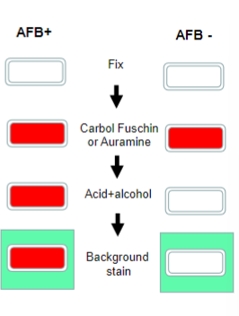<p>Non Acid Fast = they do NOT retain (keep fast) the Carbol Fuschin/Auramine stain on cell surface when washed with acid</p>