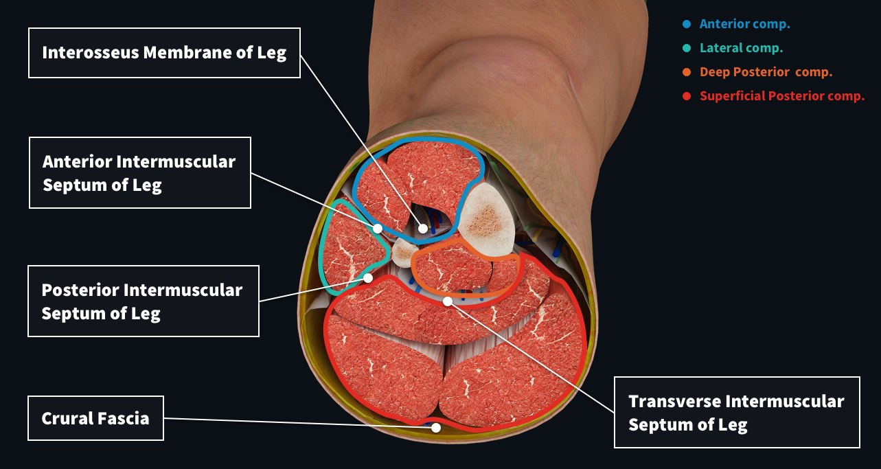 <p>What defines a muscle compartment? (4)</p>