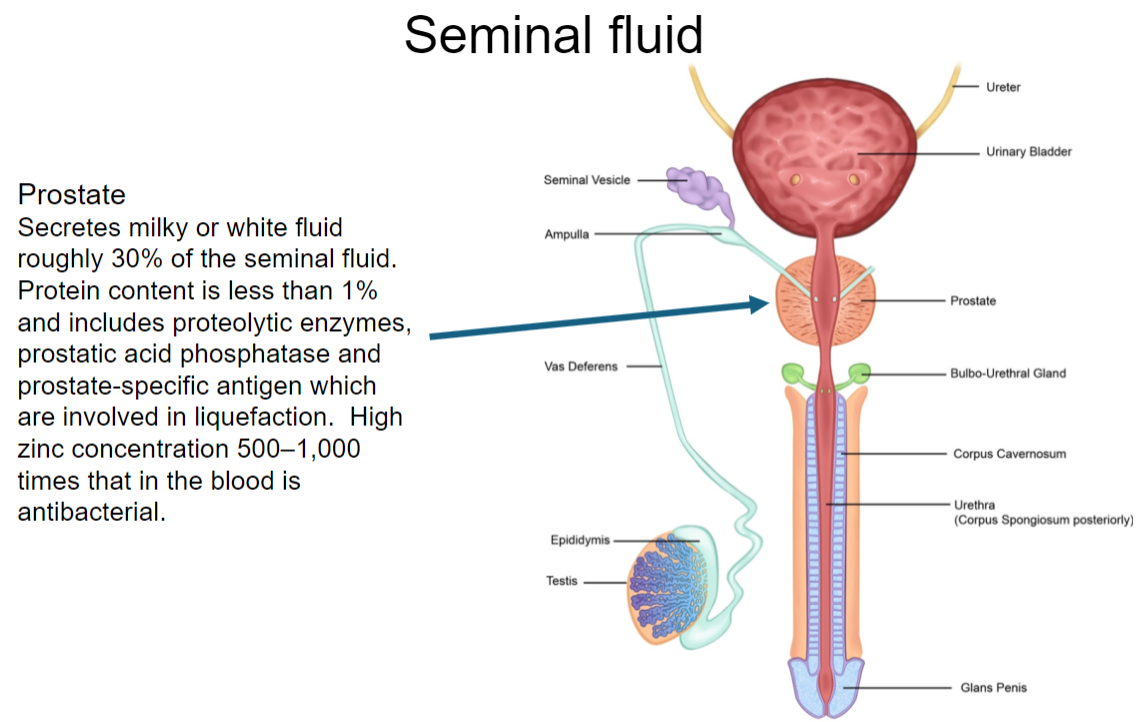 <p><strong>Volume Contribution</strong>: The prostate secretes a <strong>milky or white fluid</strong> that accounts for roughly <strong>30% of seminal fluid</strong>.</p><p><strong>Protein Content</strong>: The protein content in prostatic fluid is <strong>less than 1%</strong>.</p><p><strong>Key Enzymes</strong>: Contains <strong>proteolytic enzymes</strong>, <strong>prostatic acid phosphatase</strong>, and <strong>prostate-specific antigen (PSA)</strong>, which are important for <strong>liquefaction</strong> of semen.</p><p><strong>Zinc Concentration</strong>: Prostatic fluid has a <strong>high zinc concentration</strong> (500–1,000 times that in blood), which provides <strong>antibacterial properties</strong>.</p><p><strong>Overall Function</strong>: These components help to ensure <strong>sperm viability</strong> and promote successful fertilization.</p>