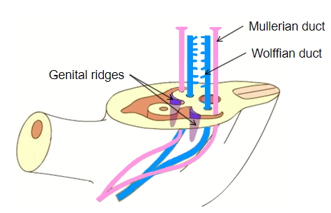 <p>They develop into <strong>Leydig cells</strong> under the influence of <span class="tt-bg-yellow">Sertoli cells.</span></p><p>Leydig cells synthesize testosterone.</p>