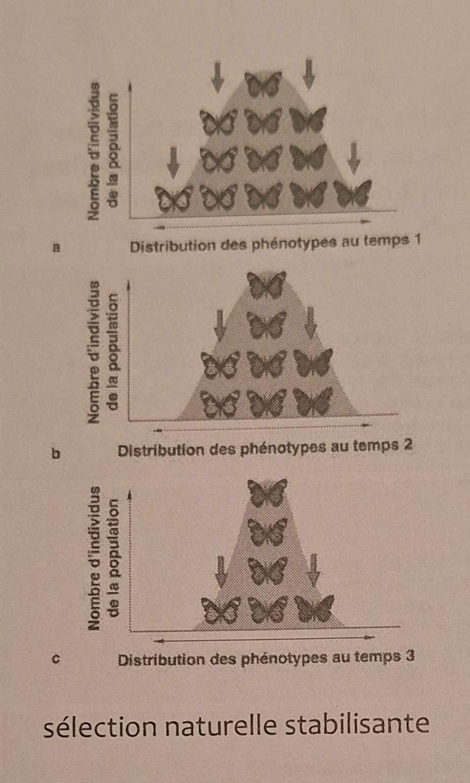 <p>modes de sélection, <strong>Sélection naturelle stabilisante</strong> </p>