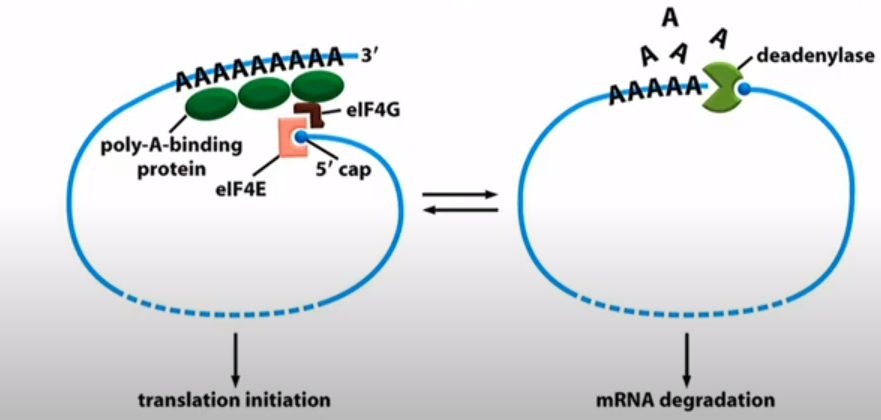 <p>The initiation factors and the deadenylase compete for the 5' cap spot. </p>