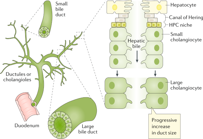 <p>★Water may be added to bile via specific tight junctions within ductules, facilitated by cholangiocytes.</p>