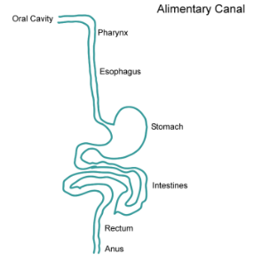 <p><strong>Gastrointestinal (GI) tract</strong> or, <strong>Alimentary Canal</strong>: "Tube" from mouth to anus.</p>