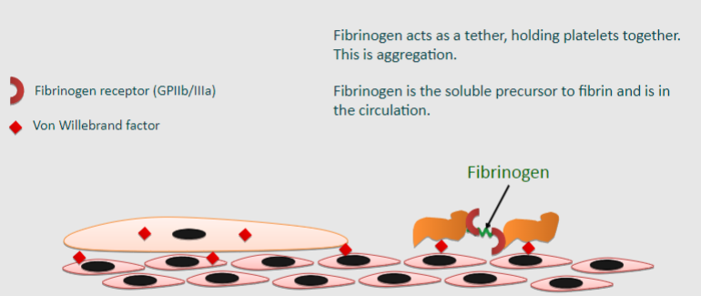 <p>Platelet aggregation is the process by which platelets clump together to form a blood clot.</p><p>Fibrinogen acts as a tether, holding platelets together, which is aggregation.</p><p>Fibrinogen, the soluble precursor to fibrin, is present in the circulation and facilitates platelet aggregation.</p>