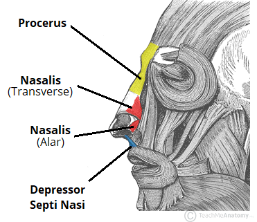 <p>The <strong>procerus</strong> lower eyebrows and wrinkles the top of nose.</p><p>The <strong>nasalis </strong>is a two-part muscle that covers nose. Flairs the nostrils</p>