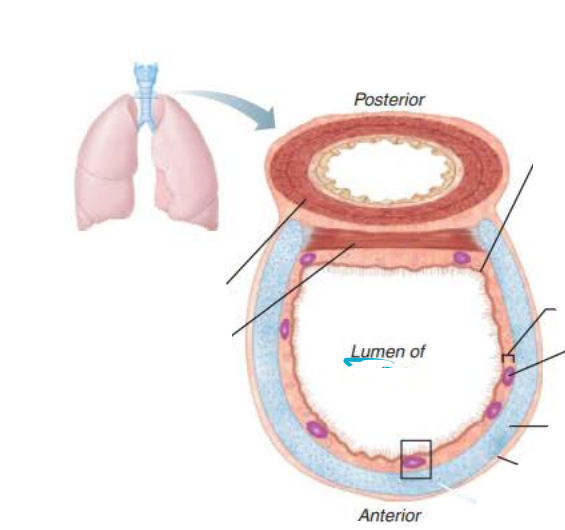 <p><strong>__________</strong></p><p><strong><em>Structure:</em></strong></p><p><em>Descends from the larynx through the neck into the mediastinum&nbsp;</em></p><p><em>4 inches long, ¾ inch in diameter&nbsp;</em></p><p><em>Flexible&nbsp;</em></p><p><em>Several layers</em></p>