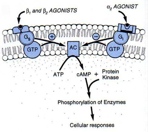<p>Inhibits adenylate cyclase, leading to ATP unable to be converted to cAMP, leads to reduced Ca2+ and inhibits release of noradrenaline from varicosity</p>