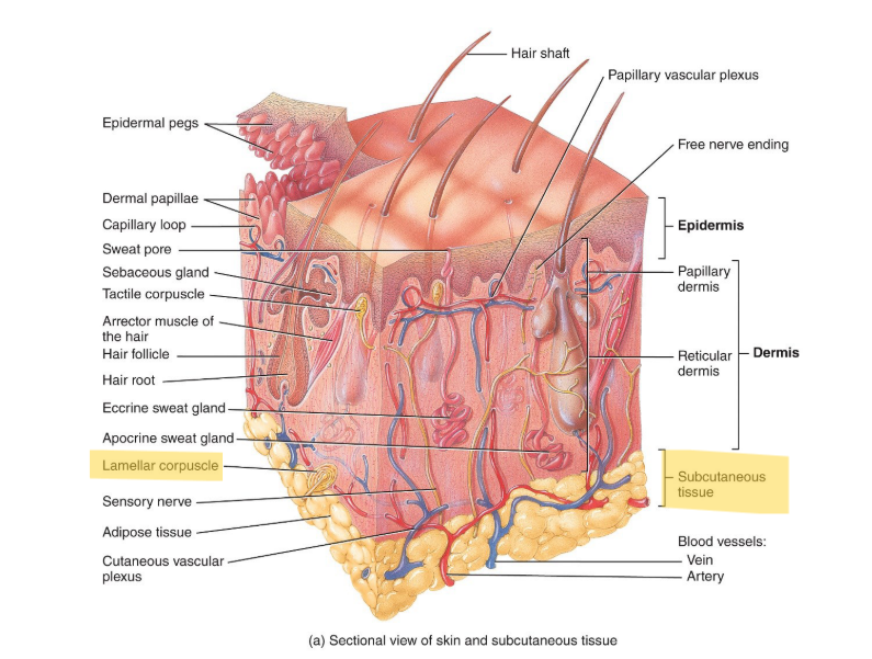 <p>Deep in the dermis.</p>