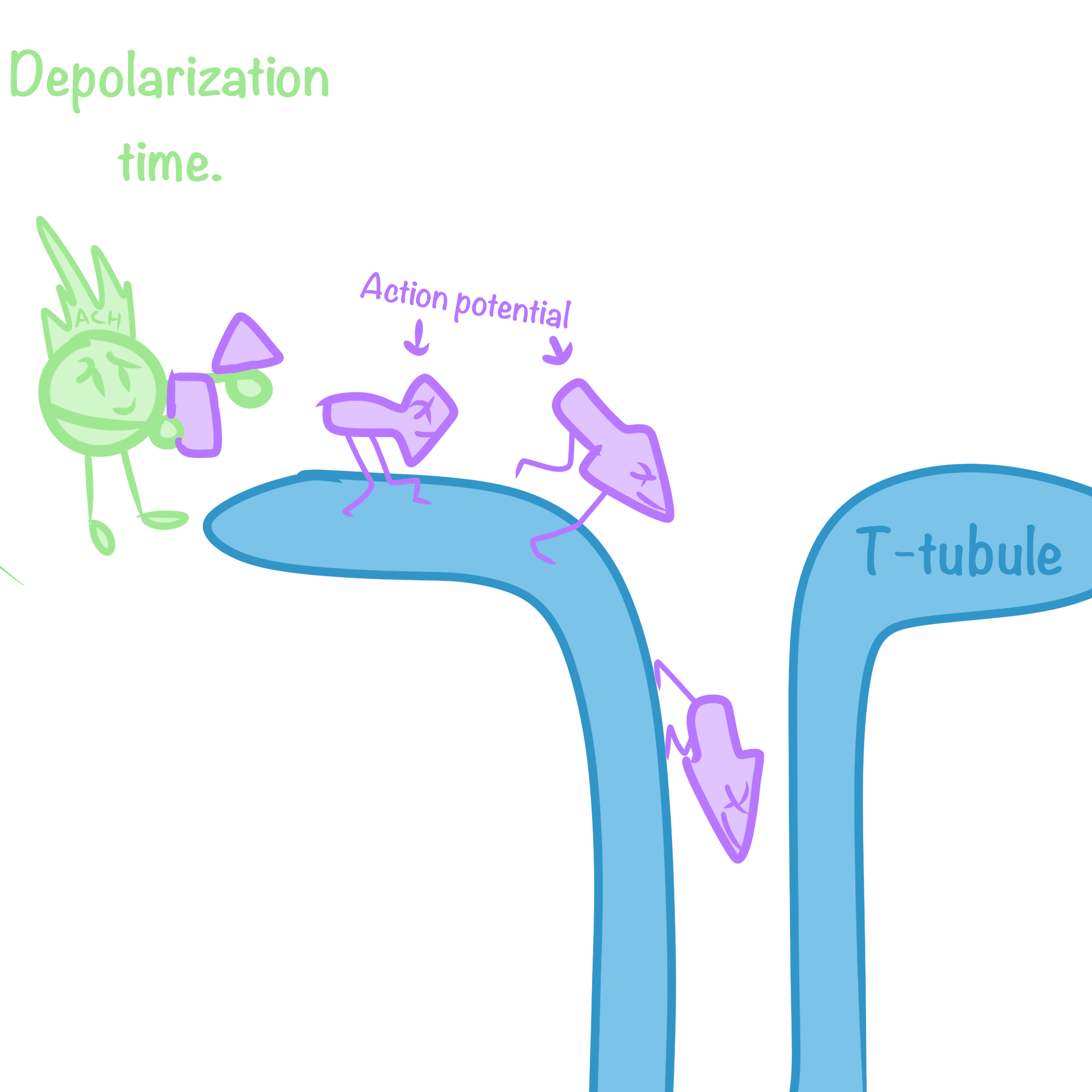 <p><span class="tt-bg-blue">Acetylcholine depolarizes</span> the muscle, causing it to produce an <span class="tt-bg-blue">action potential</span>, which <span class="tt-bg-blue">travels</span> to the interior of the muscle fiber <span class="tt-bg-blue">along transverse (T) tubules </span></p>