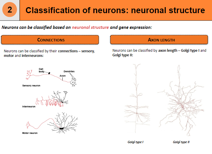 <p>Neurons can be classified based on their connections into sensory neurons, motor neurons, and interneurons.</p>