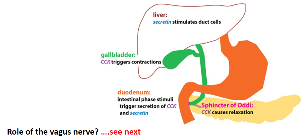 <p>★Impulses via the vagus nerve triggered by taste, smell, and the presence of food in the mouth stimulate gallbladder contraction during the cephalic phase.</p>