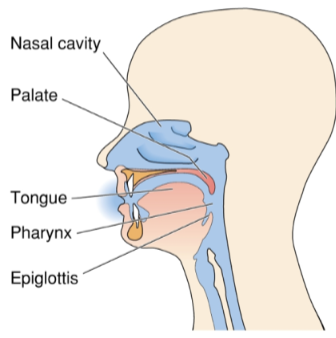 <p><strong>Tongue</strong>: Primary organ of taste.</p><p><strong>Palate</strong>:</p><p>Roof of the mouth separating oral and nasal cavities.</p><p>Contains taste buds.</p><p><strong>Epiglottis</strong>:</p><p>Leaf-shaped cartilage covering the laryngeal inlet.</p><p>Contains taste buds.</p><p><strong>Pharynx and Nasal Cavity</strong>:</p><p>Allow odors to pass to the nasal cavity to be detected by olfactory receptors.</p>