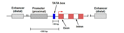 <p>• Sequences of DNA that are not immediately adjacent (next) to where transcription starts <span class="tt-bg-red">that act to enhance the recruitment of RNA polymerase to a promoter</span></p><p>• Enhancers can<span class="tt-bg-green"> reside 5’ or 3’ end to a transcription unit,</span> and can even be located within an intron</p><p>• Like promoter enhancers contain DNA sequences that are <span class="tt-bg-yellow">very strong binding sites</span> for specificity factors or “transcription factors”</p>