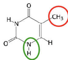 <p>Welk molecuul + variant van welk soort molecuul?</p>