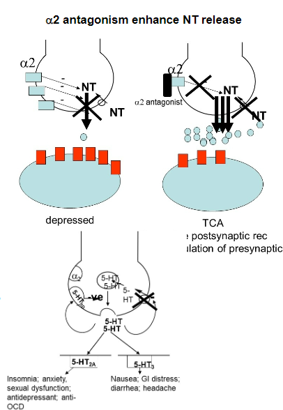 <p><strong>a2 Antagonist:</strong></p><p>Increases release of <strong>noradrenaline (NA)</strong> and <strong>serotonin (5-HT)</strong>.</p><p><strong>5-HT Receptor Activity:</strong></p><p>Potent antagonist of <strong>5-HT2</strong> and <strong>5-HT3</strong> receptors.</p><p><strong>Advantages:</strong></p><p><strong>Faster onset</strong> than SSRIs.</p><p><strong>Lacks side effects</strong> associated with <strong>5-HT2</strong> and <strong>5-HT3</strong> receptor antagonism (e.g., nausea, sexual dysfunction).</p>