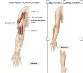 <p>C5-C7</p><p>Formed from the lateral cord, anterior division of the brachial plexus</p><p><u>motor innervation</u></p><p><strong>Anterior arm muscles </strong>(<em>flex humerus, flex elbow joint, supinate forearm</em>)</p><p>Coracobrachialis, Biceps brachii, Brachialis</p><p><u>Cutaneous Innervation</u></p><p>Lateral region of forearm</p>