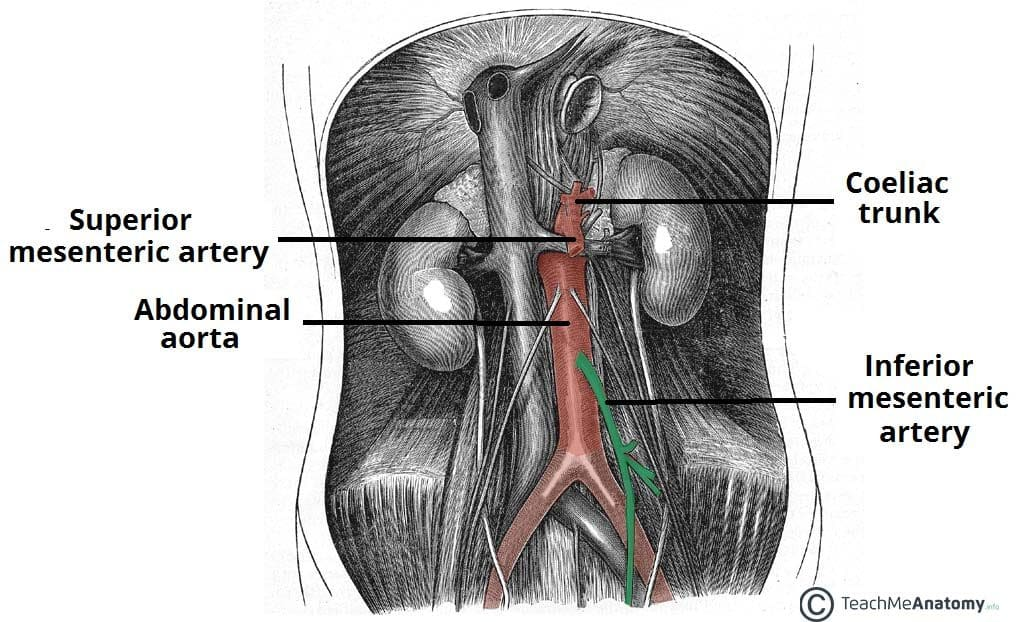 <p>Inferior Mesenteric Artery; Inferior Mesenteric Plexus</p>