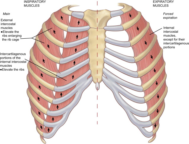 <p>The intercostal space refers to the space between adjacent ribs, which is numbered according to the rib superior to it.</p>