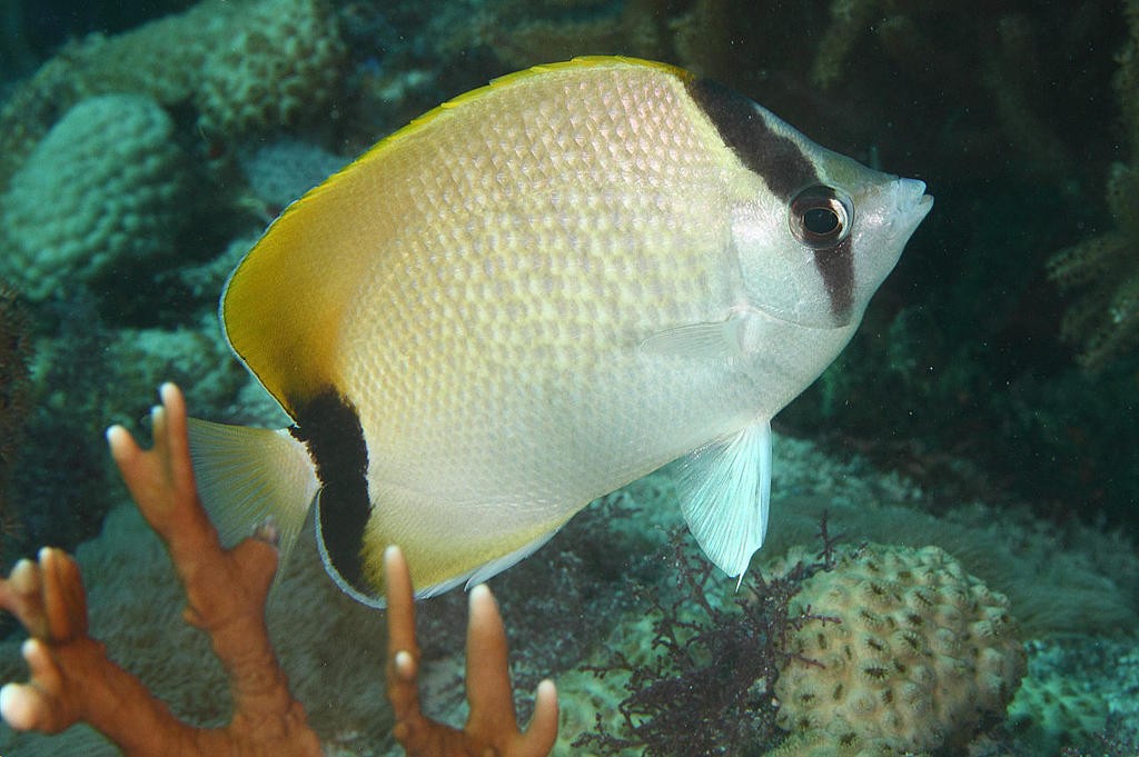 <p>Chaetodon sedentarius</p>