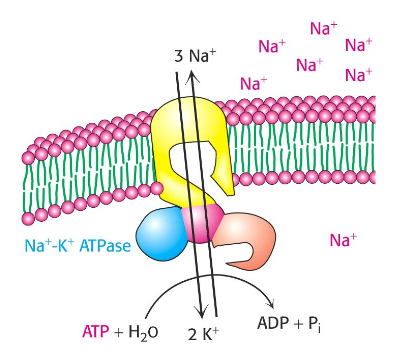 <p><strong>Definition:</strong> Movement of molecules across a cell membrane against their concentration gradient.</p><p><strong>Energy Requirement:</strong> Requires energy input, often from ATP.</p>