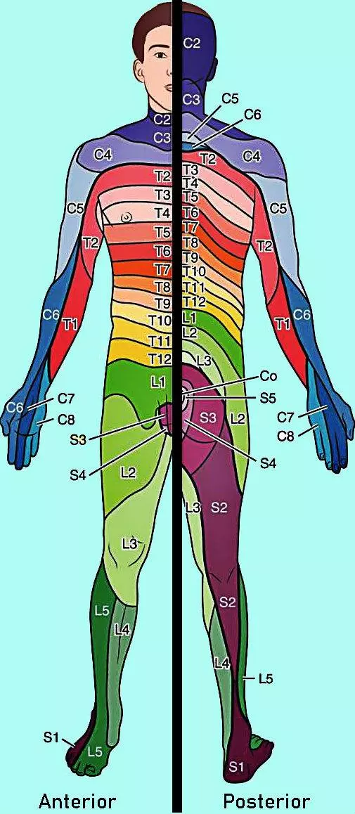 <p>What is a myotome? (1)</p>