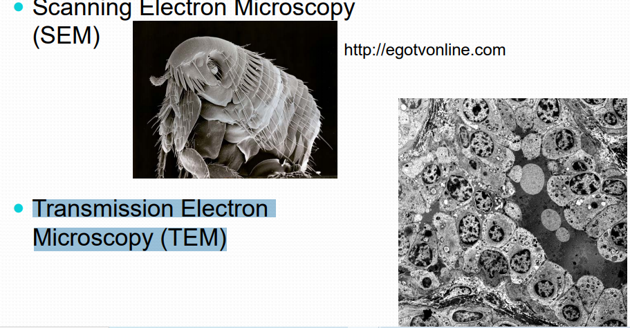 Scanning Electron Microscopy
(SEM)