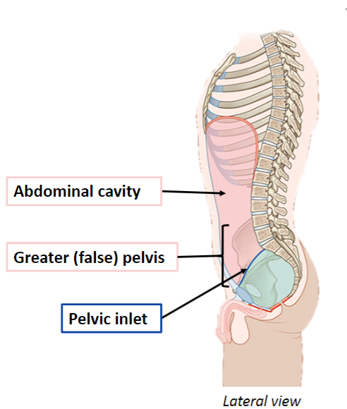 <p>Lower L5 and S1 vertebrae posteriorly</p><p>Flared iliac fossae laterally</p><p>Lower part of the anterior abdominal wall anteriorly</p>