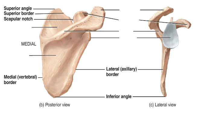 <p>Label the diagram.</p>