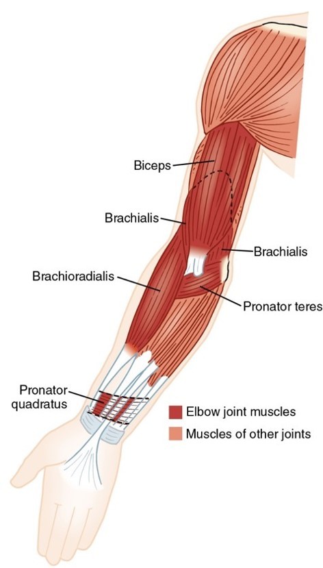 <p>pronator quadratus muscle</p>