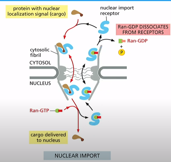 <p>1. Nuclear import receptor binds to cargo in cytosol</p><p>2. Receptor and cargo move into nucleus</p><p>3. Ran-GTP binding cause release of cargo </p><p>4. Now you have import receptor and Ran-GTP move into cytosol</p><p>5. Ran Binding Protein and Ran-GAP promote GTP hydrolysis and release of import receptor</p>