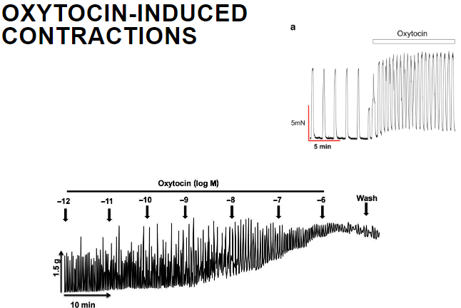 <p>Oxytocin induces strong uterine contractions by increasing intracellular calcium levels and activating myosin light chain kinase, which promotes contraction.</p>