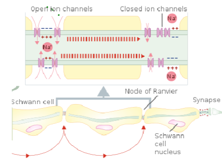 <p><strong>Myelin</strong> is a fatty substance that insulates axons, preventing ion movement across the membrane.</p><p>This insulation ensures that <strong>action potentials</strong> travel more efficiently, without significant ion leakage.</p><p>Myelination speeds up nerve conduction by allowing action potentials to jump between the <strong>nodes of Ranvier</strong> rather than traveling along the entire length of the axon.</p>