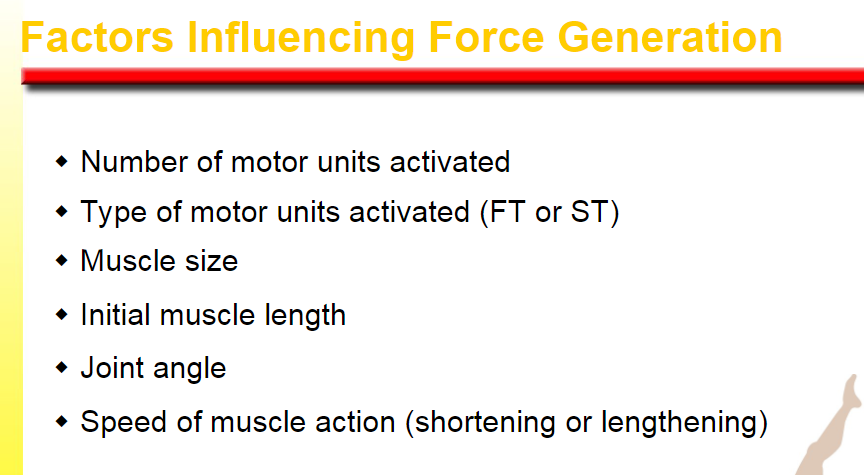 <p>motor units activated</p><p>type of motor units</p><p>muscle size</p>