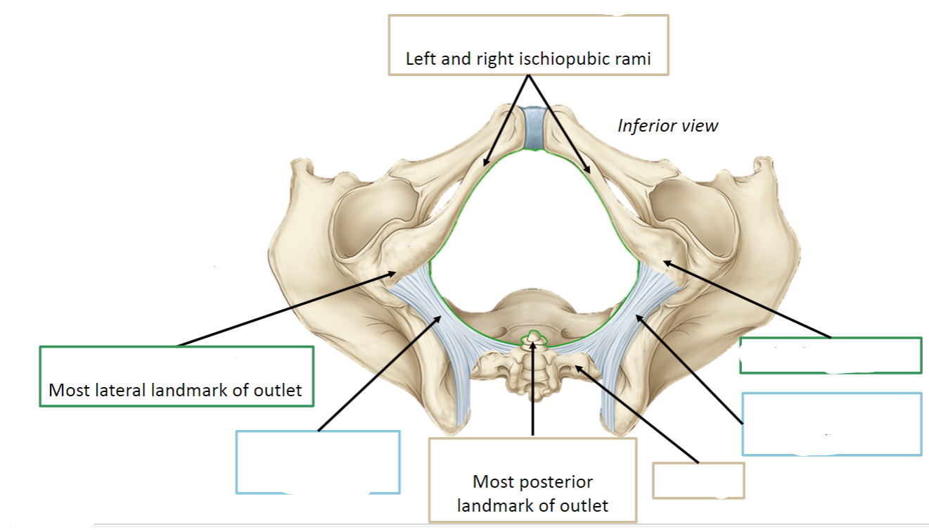 <p>Label the Pelvic Outlet / Inferior Pelvic Aperture (7)</p>