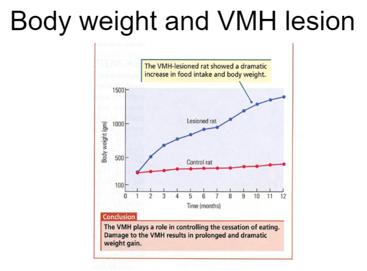 <p>A <strong>VMH lesion</strong> disrupts the regulation of hunger and satiety, leading to an inability to properly control food intake.</p><p>As a result, animals with a VMH lesion will experience <strong>increased food consumption</strong>, often leading to <strong>significant weight gain</strong>.</p><p>Despite overeating, the body’s energy balance remains impaired, and the animal's weight becomes higher than normal, as the lesion prevents proper homeostatic regulation of body weight.</p>