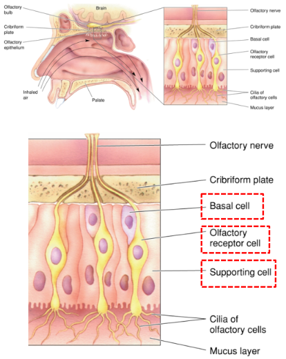 <p><strong>Olfactory receptor cells</strong>: These are the site of transduction and are genuine neurons, unlike taste receptor cells.</p><p><strong>Supporting cells</strong>: Their function is to produce mucus, allowing odorants to dissolve in the mucus layer before contacting the cilia of olfactory receptor cells.</p><p><strong>Basal cells</strong>: These are immature olfactory receptor cells that can differentiate into mature olfactory receptor cells. Olfactory receptor cells continuously grow, degenerate, and regenerate.</p>