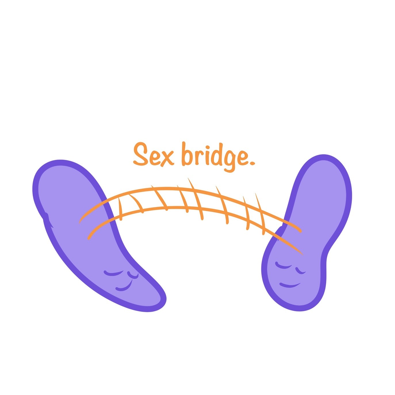 <p>Process where<span class="tt-bg-green"> genetic material is transferred</span> between prokaryotic cells (always <span class="tt-bg-green">one way</span>) via a <span class="tt-bg-green">pilus</span> or "mating bridge" </p>