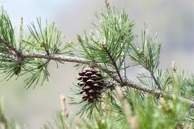 <p>Pinus virginiana</p>