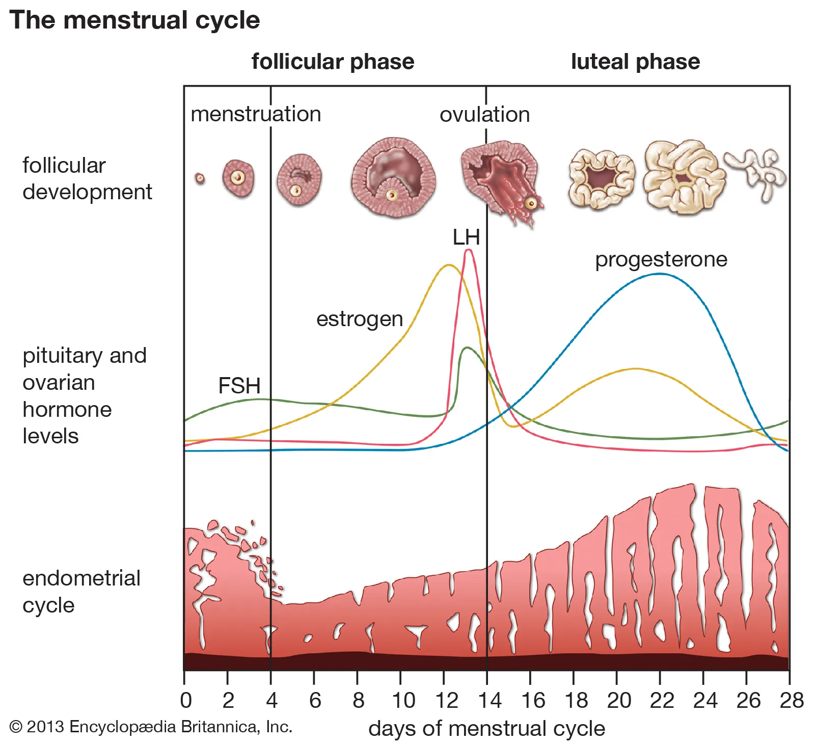 <p><strong>Endometrial Secretions</strong>: <span class="tt-bg-red">Progesterone makes the endometrium secretory and receptive to implantation,</span> creating a suitable environment for a fertilized egg.</p><p><strong>Cervical Mucus</strong>: Progesterone makes <span class="tt-bg-yellow">cervical mucus more viscous,</span> preventing further sperm penetration after ovulation.</p>