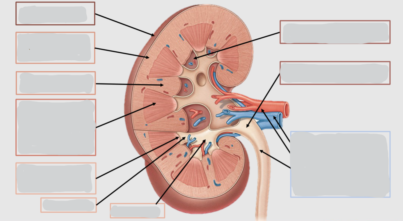 <p>Label the Internal anatomy of the kidney</p>