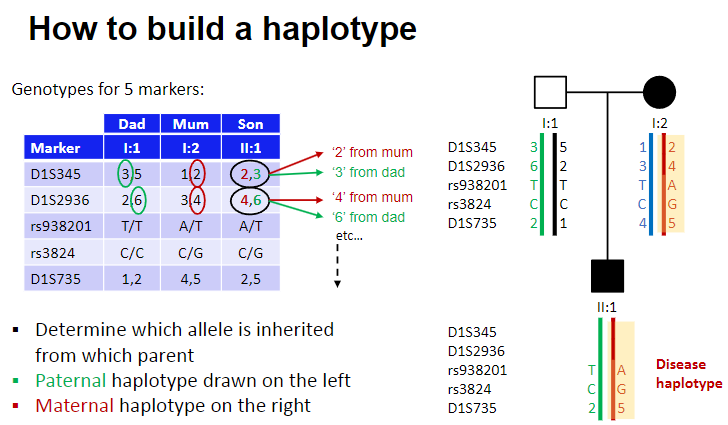 <p>How do you build a haplotype? (3)</p>