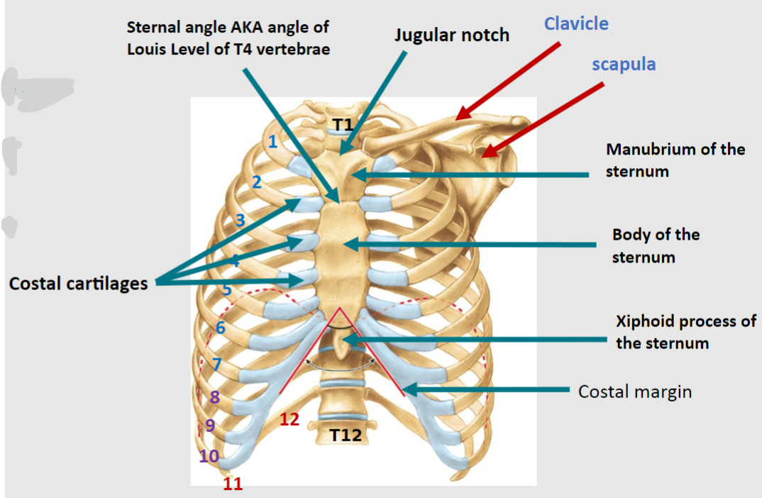 <p>Intercostal spaces are the spaces between adjacent ribs.</p>
