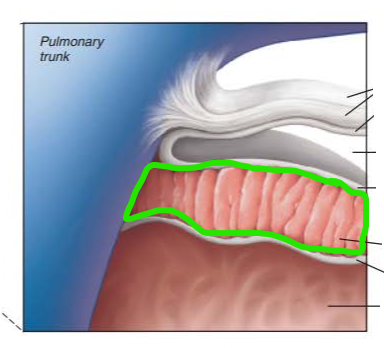 <p>name the internal structure </p>